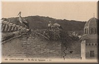Nid de cigognes.jpg